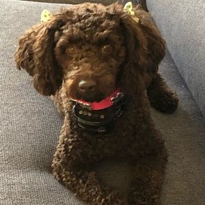 Meet your Posher, Monique